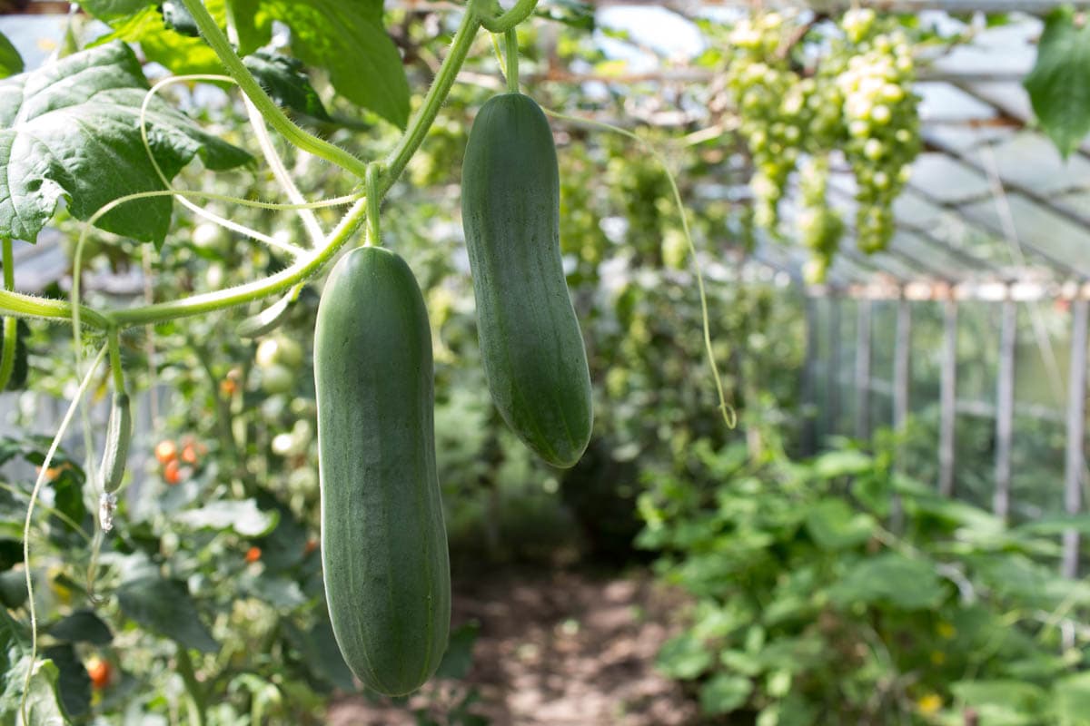 Cucumber Cultivation