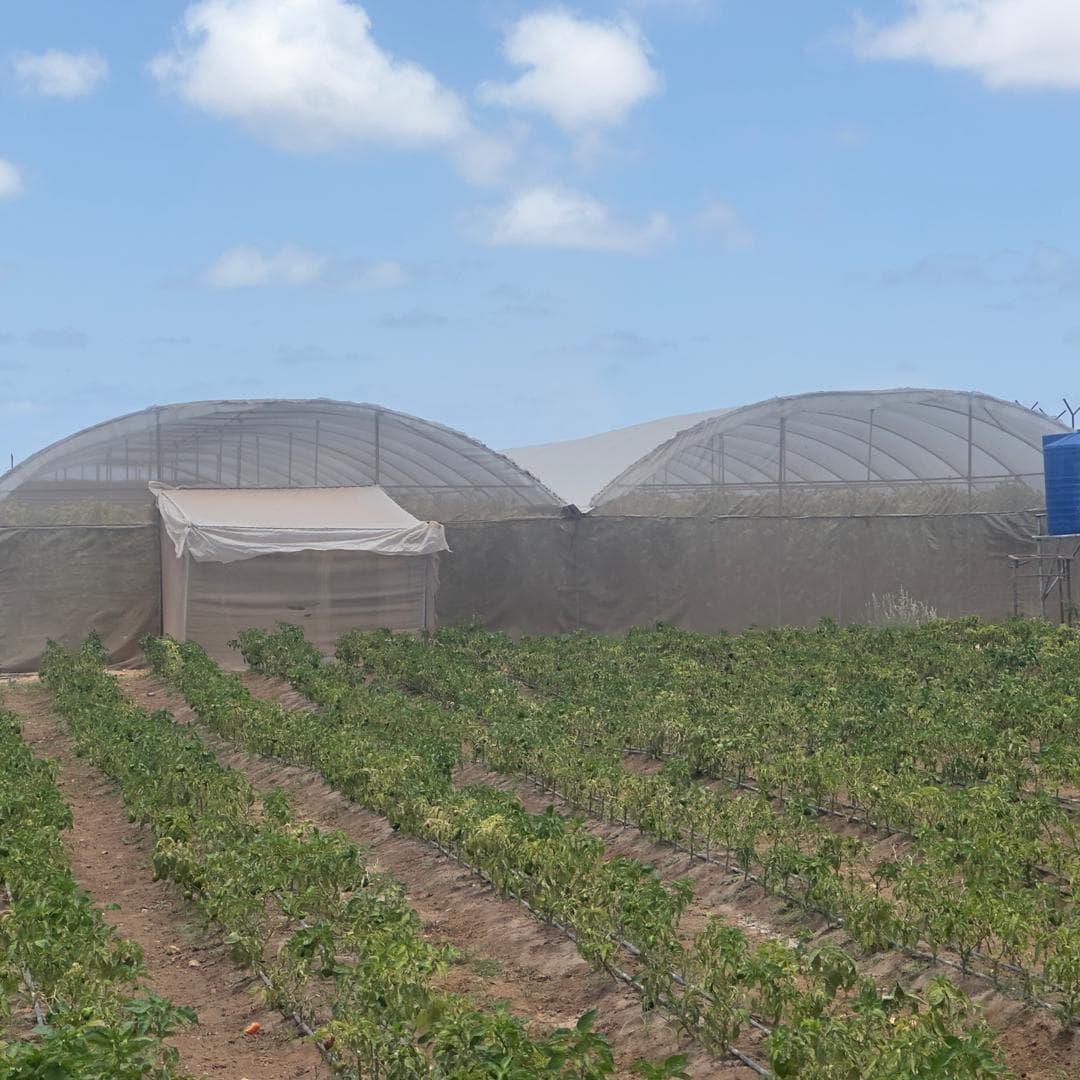 State-of-the-Art Greenhouse