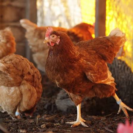 Hens